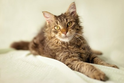 Laperm macska fotó, az ár, a természet a fajta, leírás, videó