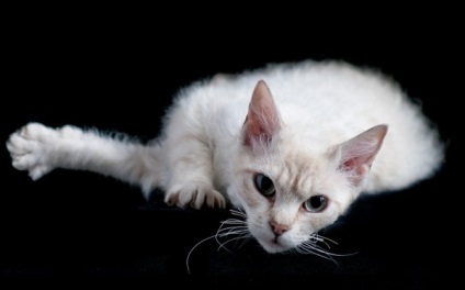 Laperm macska fotó, az ár, a természet a fajta, leírás, videó