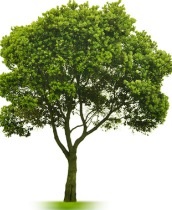 Gyógyászati ​​tulajdonságait fák egészségének megőrzése
