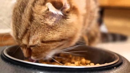Gyógyszeres kezelés és diéta macskaeledel krónikus veseelégtelenség gyógyító bezzernovoy