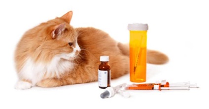 Gyógyszeres kezelés és diéta macskaeledel krónikus veseelégtelenség gyógyító bezzernovoy
