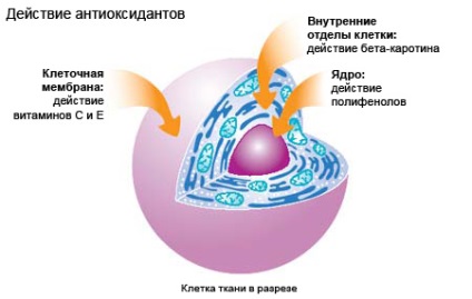 Gyógyszeres kezelés és diéta macskaeledel krónikus veseelégtelenség gyógyító bezzernovoy