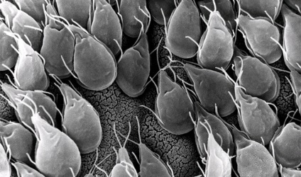 giardiasis kezelési rend felnőtt (kifejlett) giardiasisnak kezelési felnőtteknél