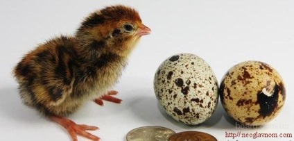 A kezelés fürjtojással, egészséges élet (kezelés népi jogorvoslat) A kezelés fürjtojással, egészséges élet