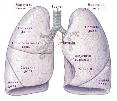 Tüdő, gázcsere az emberi szervezetben, a szerkezet az emberi tüdő