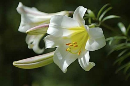 Lily ültetés és gondozás a nyílt területen (kültéri) Lily ültetés és gondozás a nyílt terepen