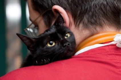Лишай у кішок симптоми, як лікувати, домашні тварини
