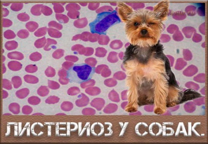 Listeriosis kutyák, a tünetek, a kezelés, megelőzés
