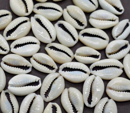 Magic és a pénz kagylópénz shell (pénzegység) Magic és a pénz cowrie shell