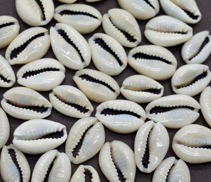 Magic és a pénz cowrie shell