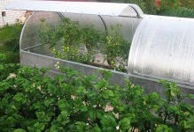 Kis kerti üvegházak polikarbonátból, egy kis üvegház a kezüket, fotók és méretek, a telek