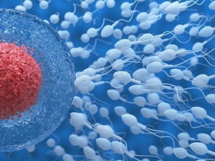 az emberi spermium öregedésgátló tulajdonságai)