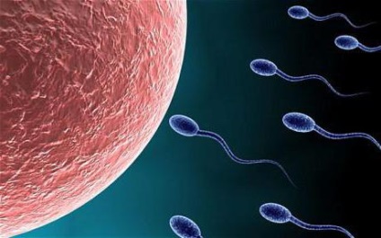 az emberi spermium öregedésgátló tulajdonságai)