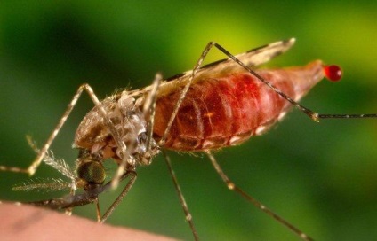 Anopheles szúnyog és a veszély, hogy az emberek (ember) Anopheles szúnyog és a veszély az emberre