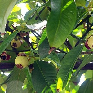 Mangosztán leírása hasznos tulajdonságok, alkalmazások, fotók (tulajdonságok) Mangosztán leírása hasznos tulajdonságok, alkalmazások, fotók