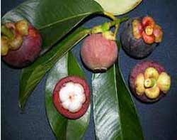Mangosztán (Mangosztán) leírása, összetétele és felhasználása (leírás) Mangosztán (Mangosztán) leírása, összetétele és felhasználása