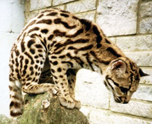 Margao, Margao farkú amerikai macska (felis wiedi, Leopardus wiedii), területe haza