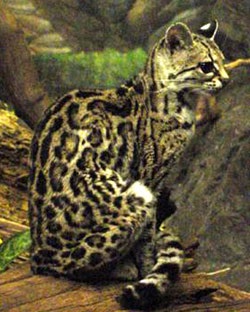 Margao, Margao farkú amerikai macska (felis wiedi, Leopardus wiedii) területe a haza (US) Margao, Margao farkú amerikai macska (felis wiedi, Leopardus wiedii), területe haza