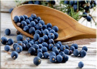 Juniper - egy egyedülálló eszköz, a szépség és a zdorovya (eszközök) Juniper - egy egyedülálló eszköz, a szépség és a zdorovya