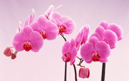 Olaj a haj orchideák ingatlan, ingatlan alkalmazás, maszkok receptek (orchidea) Olaj a haj orchideák ingatlan, ingatlan alkalmazás, maszkok receptek