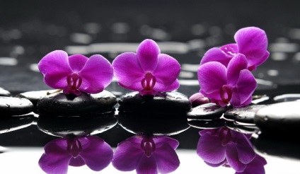 Olaj a haj orchideák ingatlan, ingatlan alkalmazás, maszkok receptek (olaj) Olaj a haj orchideák ingatlan, ingatlan alkalmazás, maszkok receptek