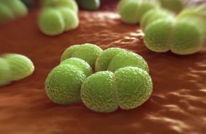 Meningococcus betegség okoz, formák, a tünetek, diagnózis és kezelés