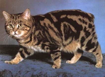Farkatlan manx macska fotó, fajta leírás, ellátás, egészségügy