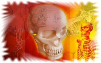 Módszerek tanulmányozása anatómia (emberi test típus) Módszerek tanulmányozása anatómia