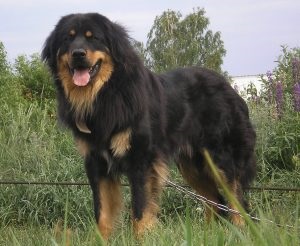 Mongol pásztor (bankhar) fotó, leírás, karakter, mind a kutyák (bankhar) Mongol pásztor (bankhar) fotó, leírás, karakter, mind a kutyák