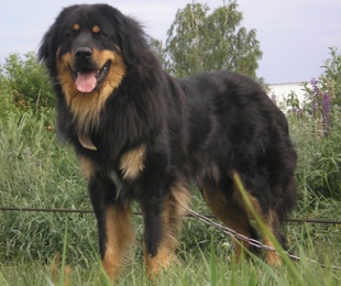 Mongol pásztor (bankhar) fotó, leírás, karakter, mind a kutyák (Shepherd) Mongol pásztor (bankhar) fotó, leírás, karakter, mind a kutyák