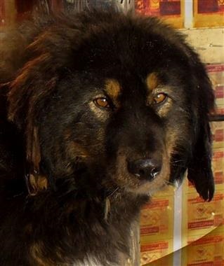 Mongol Shepherd (bankhar) - bemutató, a funkciók a betegség anyagtovábbítót fotó (gyűjtött a „macska”) Mongol Shepherd (bankhar) - bemutató, a funkciók a betegség anyagtovábbítót fotók