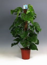 Monstera - Tudom tartani a házat (lehetséges) Monstera - Tudom tartani a házat