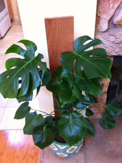 Monstera reprodukciós és gondozás (Monstera) Monstera szaporodás és gondozás
