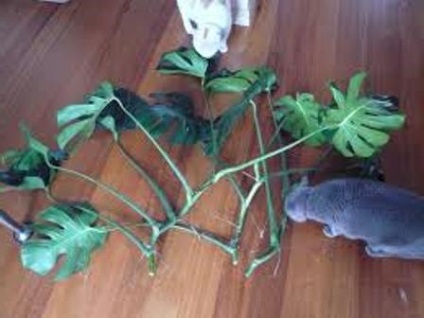 Monstera reprodukciós és gondozás (ellátás) Monstera szaporodás és gondozás