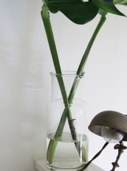 Monstera reprodukció és karbantartási (szaporodás) Monstera szaporodás és gondozás