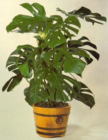 Monstera reprodukciós és gondozás (Monstera) Monstera szaporodás és gondozás