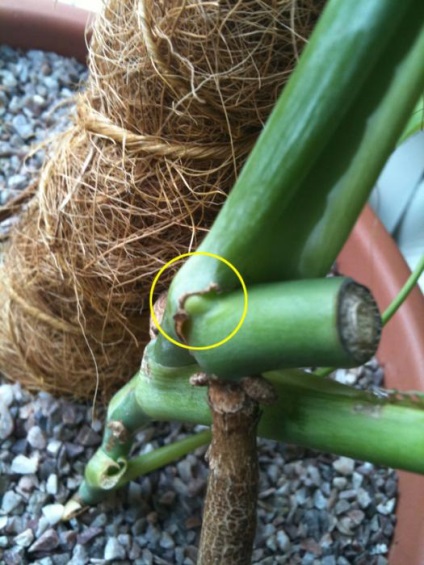 Monstera reprodukciós és gondozás (Monstera) Monstera szaporodás és gondozás