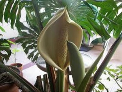 Monstera reprodukciós és gondozás (ellátás) Monstera szaporodás és gondozás