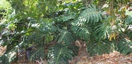 Monstera reprodukció és karbantartási (reprodukciós monstera monstera monstera növényi ellátás) Monstera szaporodás és gondozás
