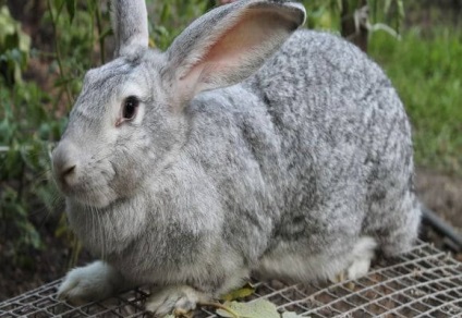 Lehetséges, hogy a nyulak uborka, fotó és videó