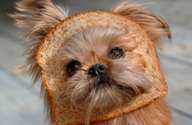 Meg tudjuk adni a kenyeret a kutyáknak
