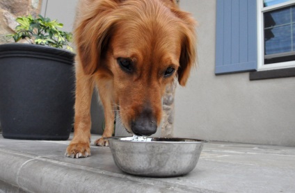 Lehetséges, hogy áztassa a száraz élelmiszer kutyáknak, mind a kutyák
