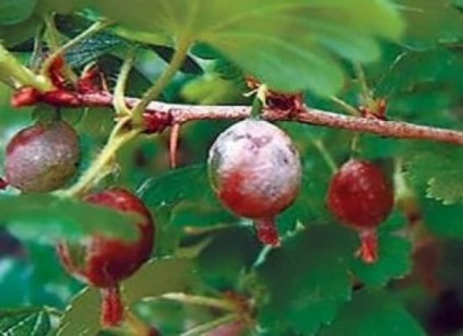 A lisztharmat a növények levelei, hogyan kell foglalkozni vele, szolgáltatások, kezelés (forrás) A lisztharmat a növények levelei, hogyan kell foglalkozni vele, szolgáltatások, kezelés