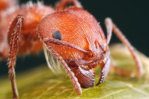 A gyümölcslégy Drosophila verekedésnek