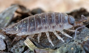 A gyümölcslégy Drosophila verekedésnek