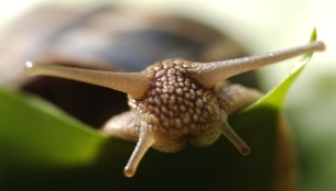 A gyümölcslégy Drosophila verekedésnek