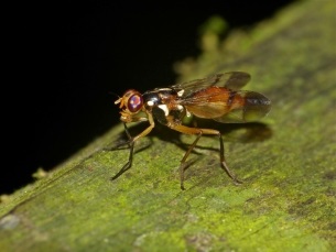 A gyümölcslégy Drosophila verekedésnek