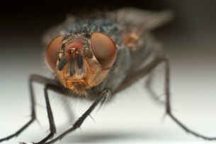 A gyümölcslégy Drosophila verekedésnek