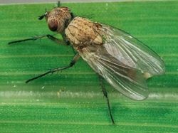 Ammónia ellen hagyma fly - miként a víz, kézikönyv (ammónia) Ammónia ellen hagyma fly - miként a víz, a használati