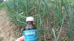 Ammónia ellen hagyma fly - miként a víz, kézikönyv (légvonalban) Ammónia ellen hagyma fly - miként a víz, a használati